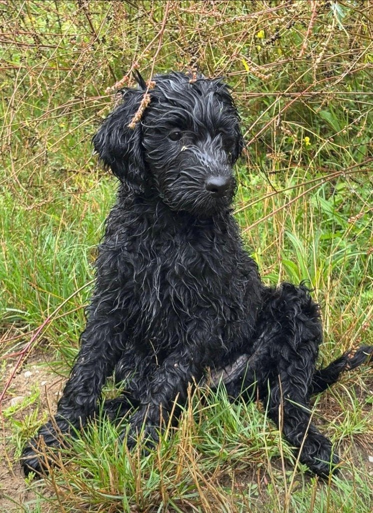 Australian Goldendoodle x Labradoodle / Double Doodle Pups, Dieren en Toebehoren, Honden | Niet-rashonden, Parvo, 8 tot 15 weken