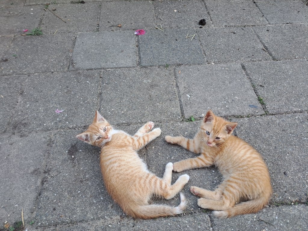 3 rode lieve en aanhankelijke kittens (1 beschikbaar), Dieren en Toebehoren, Katten en Kittens | Raskatten | Korthaar, Meerdere dieren