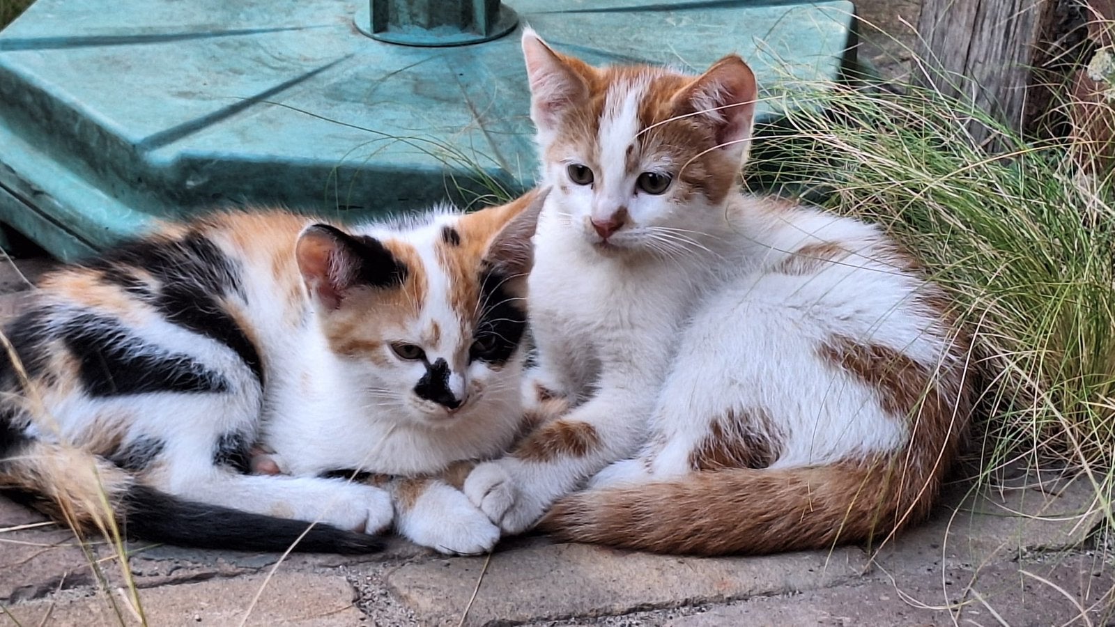 2 lieve tamme kittens (moeder goede muizenvanger), Meerdere dieren
