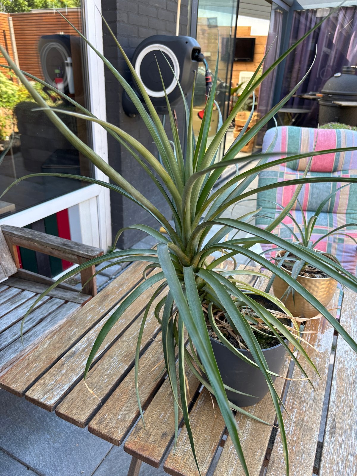 Ananasplant - Brengt een tropische sfeer in huis, Ophalen, Fruitplant, In pot, Minder dan 100 cm