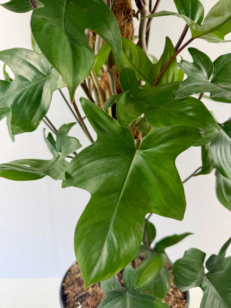 Philodendron Pedatum - 1 meter hoog - p17, Ophalen of Verzenden