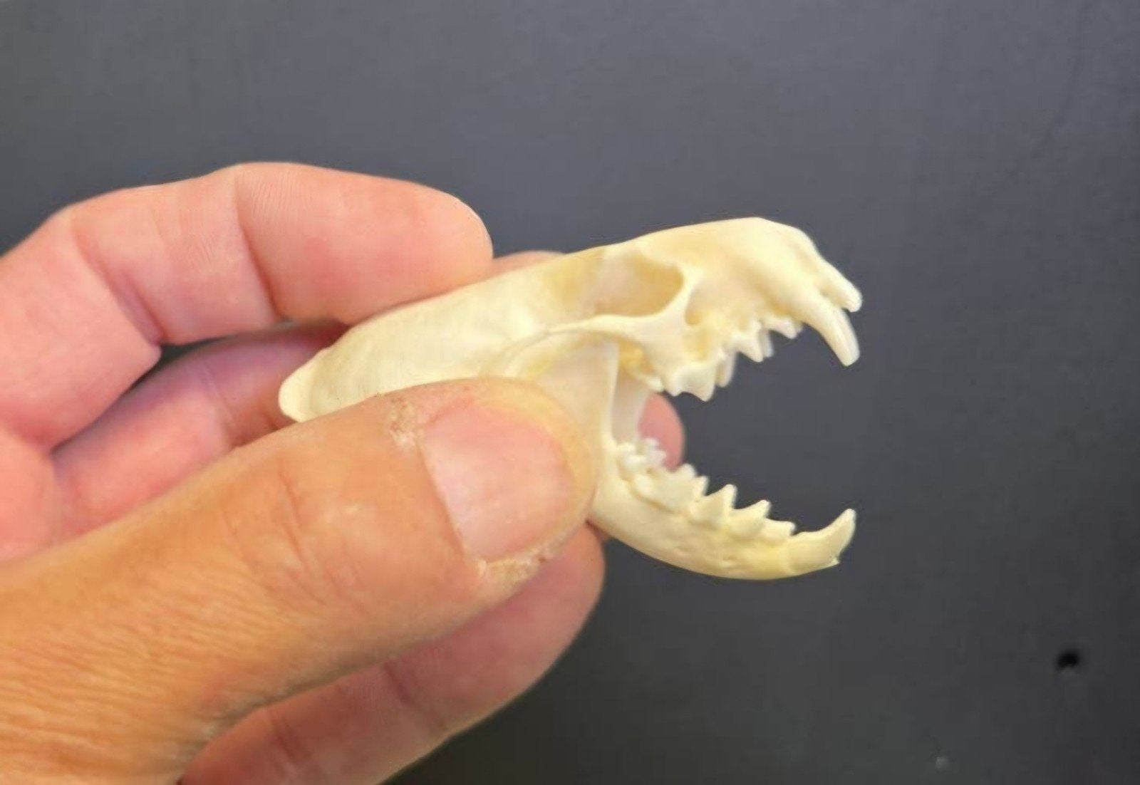 10 stuks Schedel van Nerts / Mink Skull / Skelet Taxidermie, Ophalen of Verzenden, Nieuw, Schedel