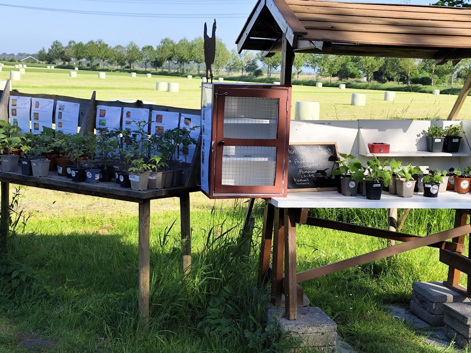 Moestuinplanten: Tomaten, Pompoen, Courgette enz, Ophalen, Eenjarig, Groenteplanten, Volle zon