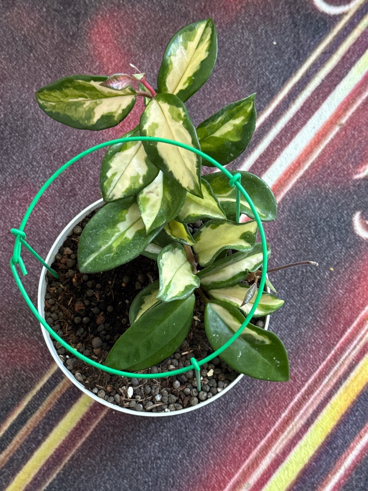 Hoya Carnosa 'Krimson Princess, Huis en Inrichting, Kamerplanten, Overige soorten, In pot, Minder dan 100 cm, Groene kamerplant