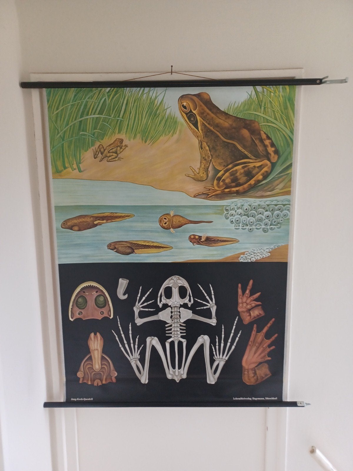 Vintage schoolplaat. Jung Koch Quentell, Ophalen of Verzenden, Natuur en Biologie