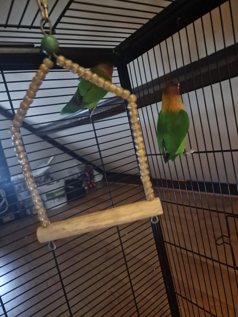 Twee dwergpapegaaien met kooi