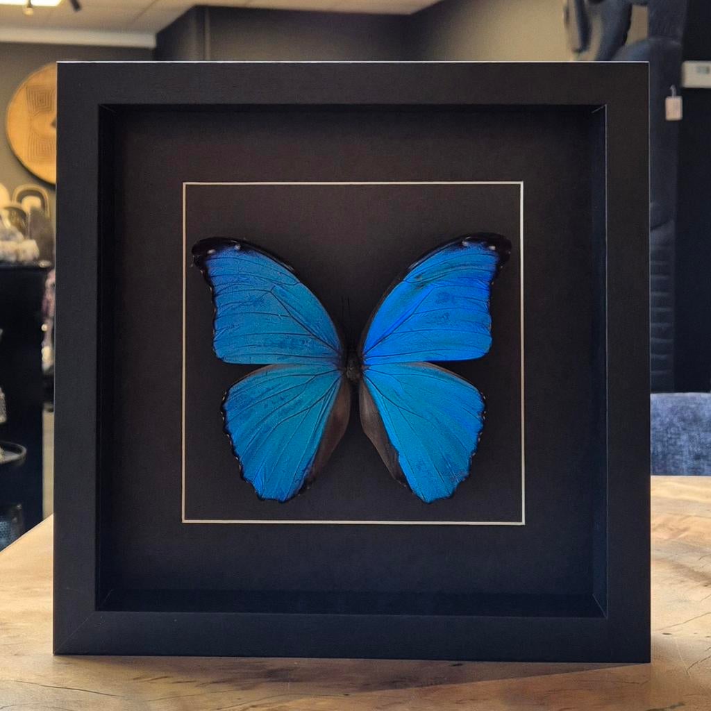 Morpho didius vlinder in luxe lijst, Ophalen of Verzenden, Nieuw, Insect, Opgezet dier