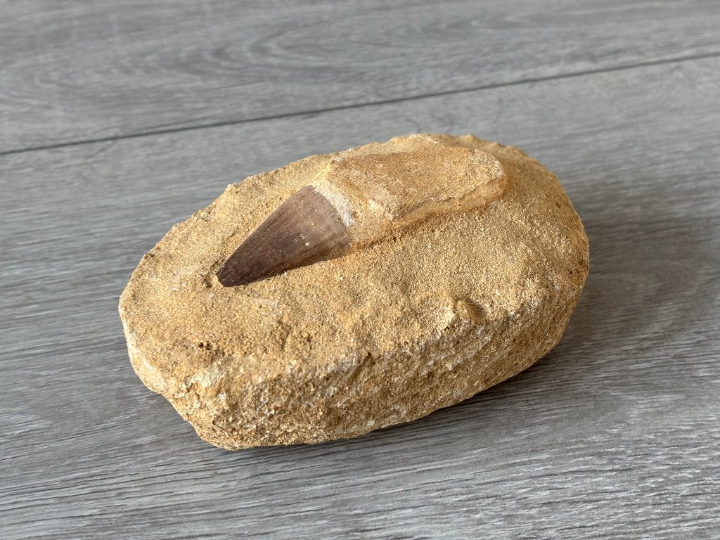 Mosasaurus tand op Zandsteen 500 gram, Verzamelen, Mineralen en Fossielen, Ophalen of Verzenden, Fossiel