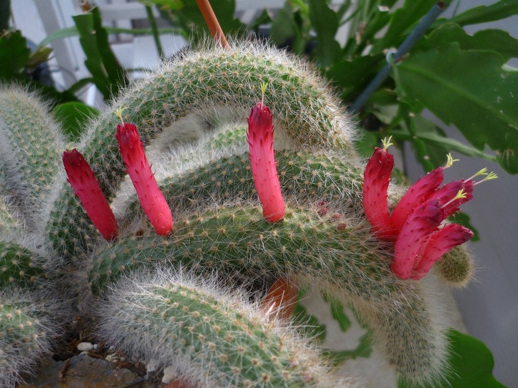cactus - Cleistocactus vulpis-cauda, Ophalen of Verzenden, Cactus, Volle zon, Minder dan 100 cm