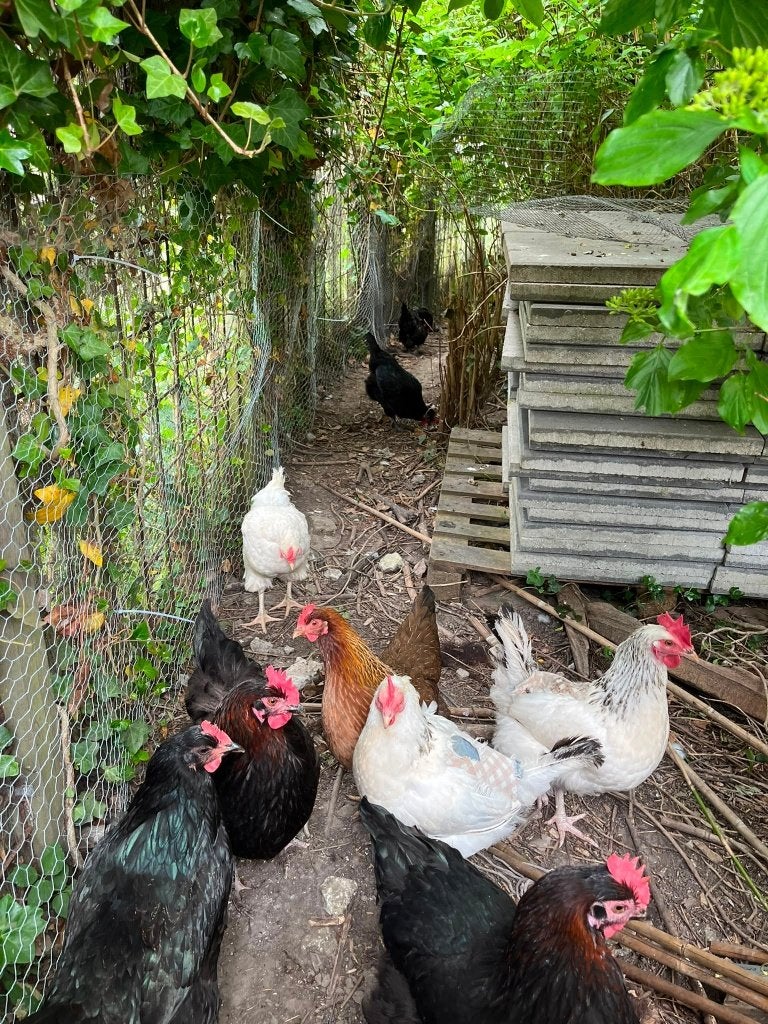 Verschillende soorten kippen te koop (kleurleggers), Meerdere dieren, Kip