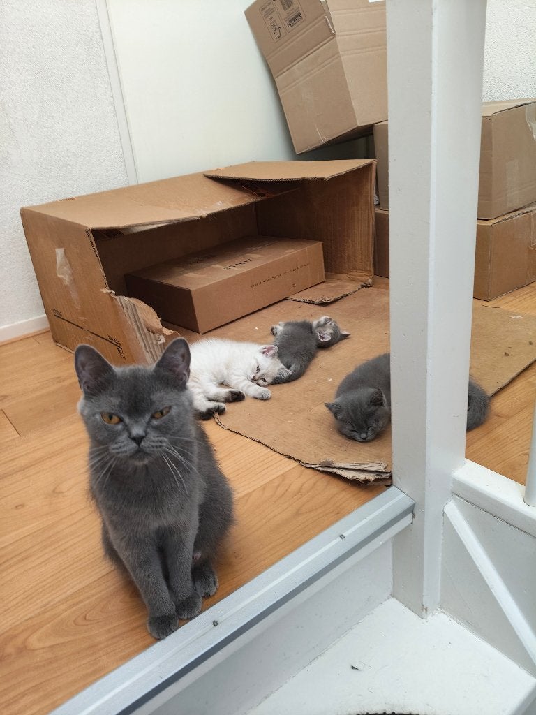 Britse Korthaar Kittens, Poes, Ontwormd, 0 tot 2 jaar