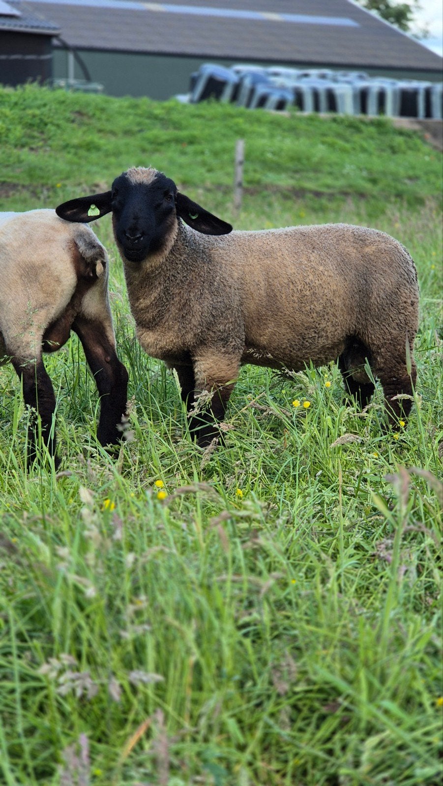 Suffolk stamboek ramlammeren, Dieren en Toebehoren, Schapen, Geiten en Varkens, Vrouwelijk, Schaap