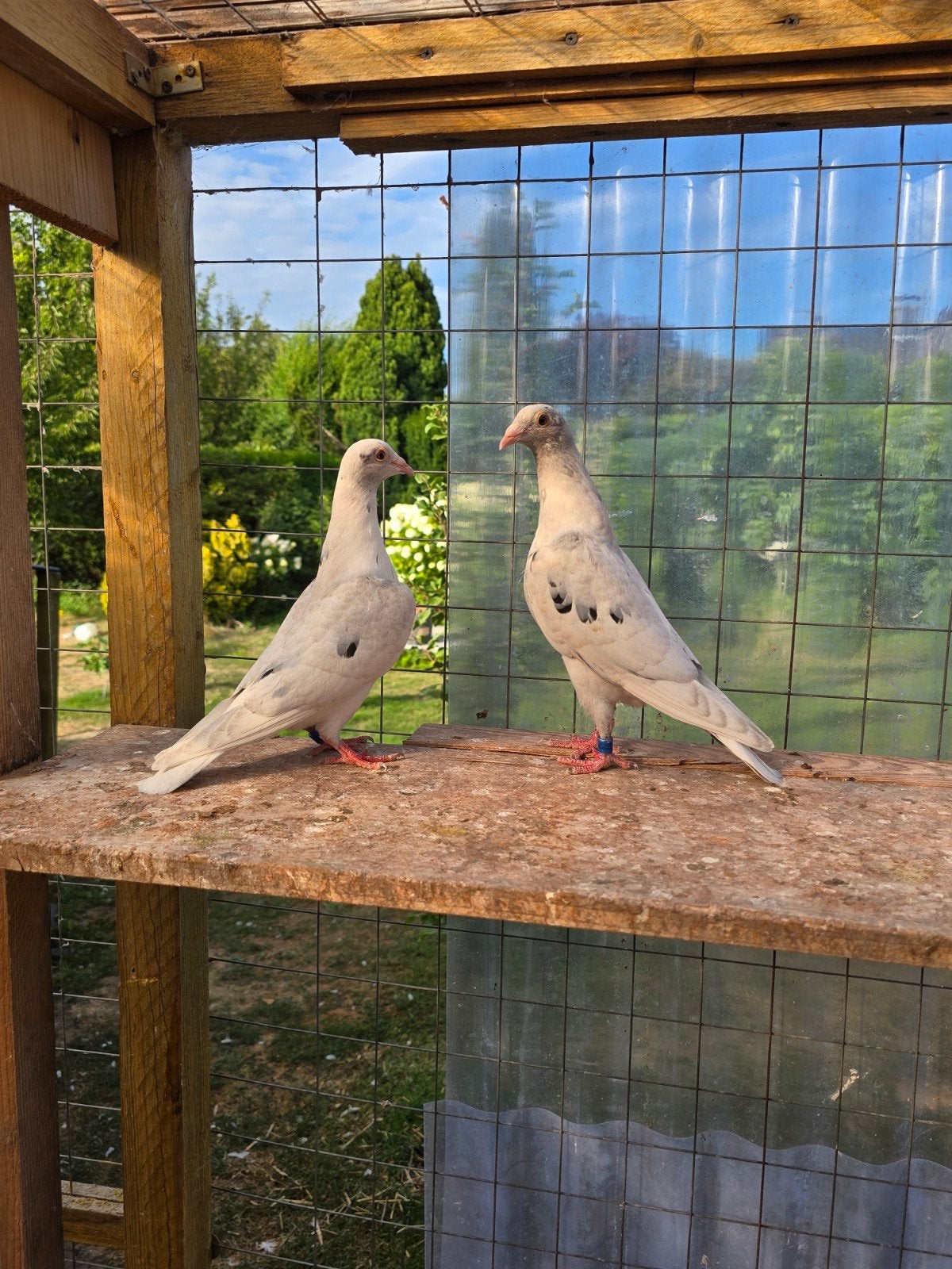 Stipper postduiven duiven te koop, Dieren en Toebehoren, Vogels | Duiven, Meerdere dieren, Postduif