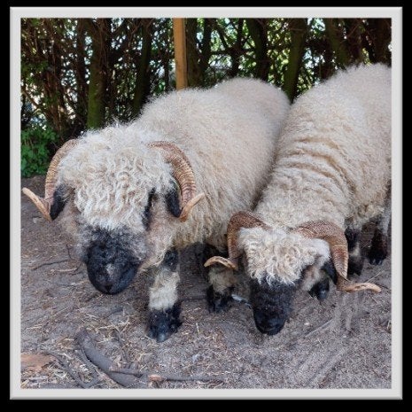 2 walliser schwarznase schapen ooien, Dieren en Toebehoren, Vrouwelijk, Schaap