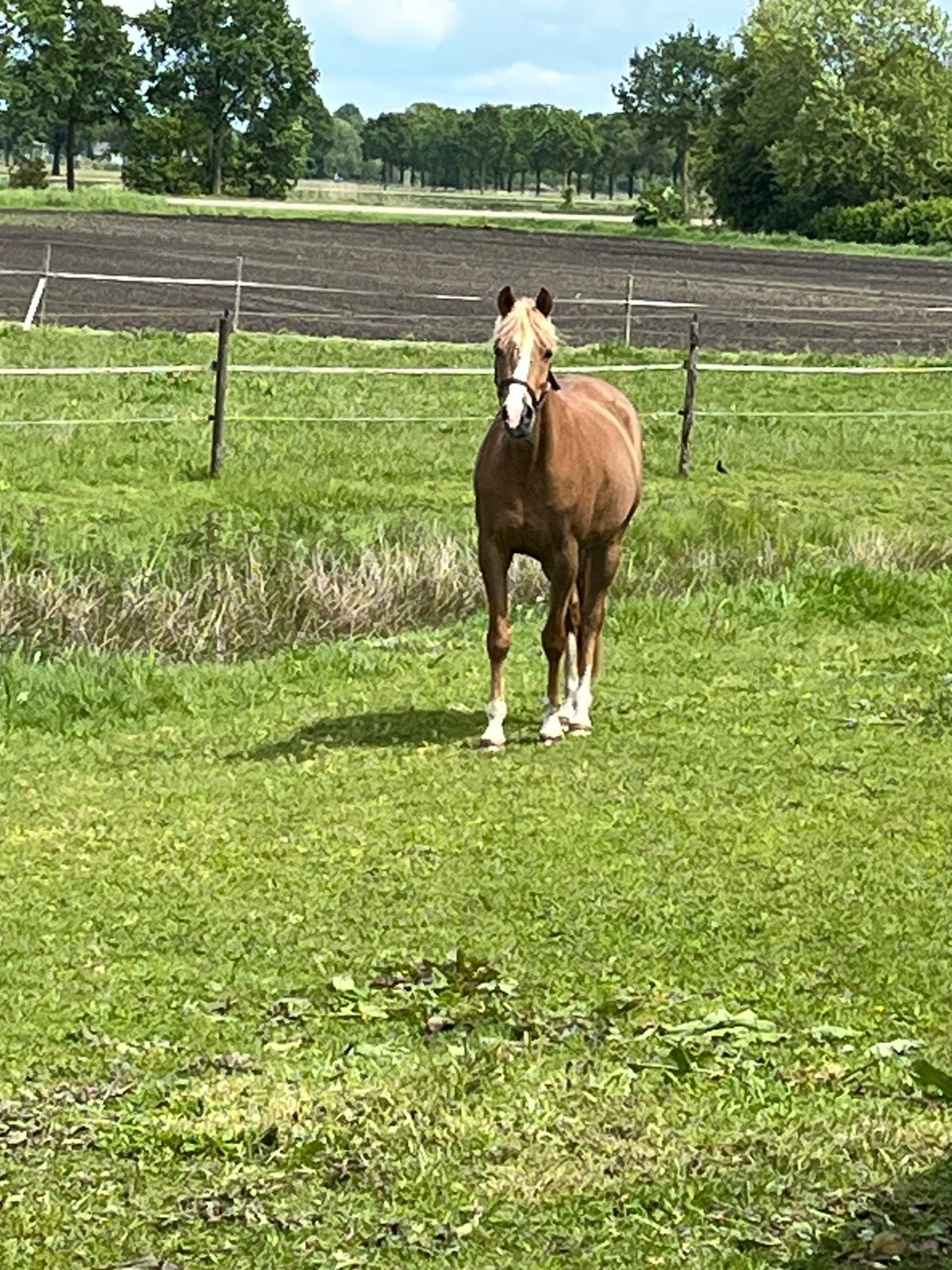 4 jarige NWR Merrie, Dieren en Toebehoren, Pony's, Merrie, Met stamboom, 3 tot 6 jaar, Onbeleerd