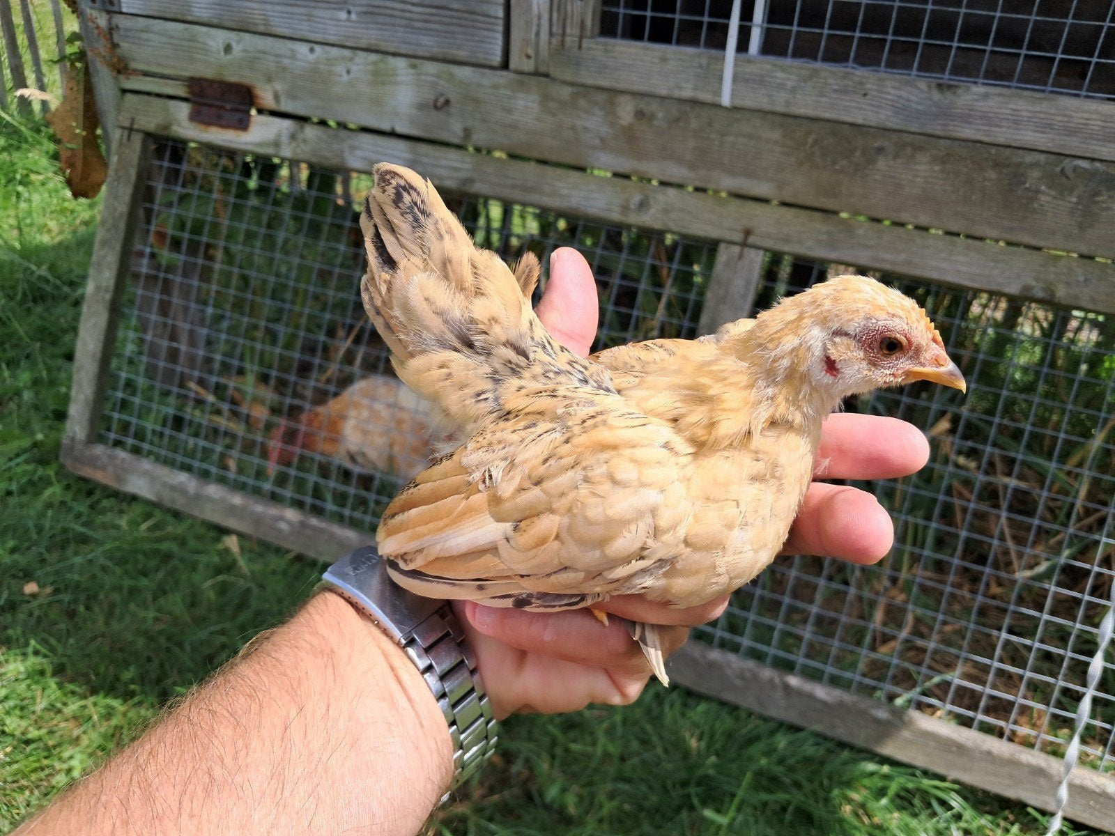 Serama hen, 2 maanden oud, Dieren en Toebehoren, Pluimvee, Vrouwelijk, Kip