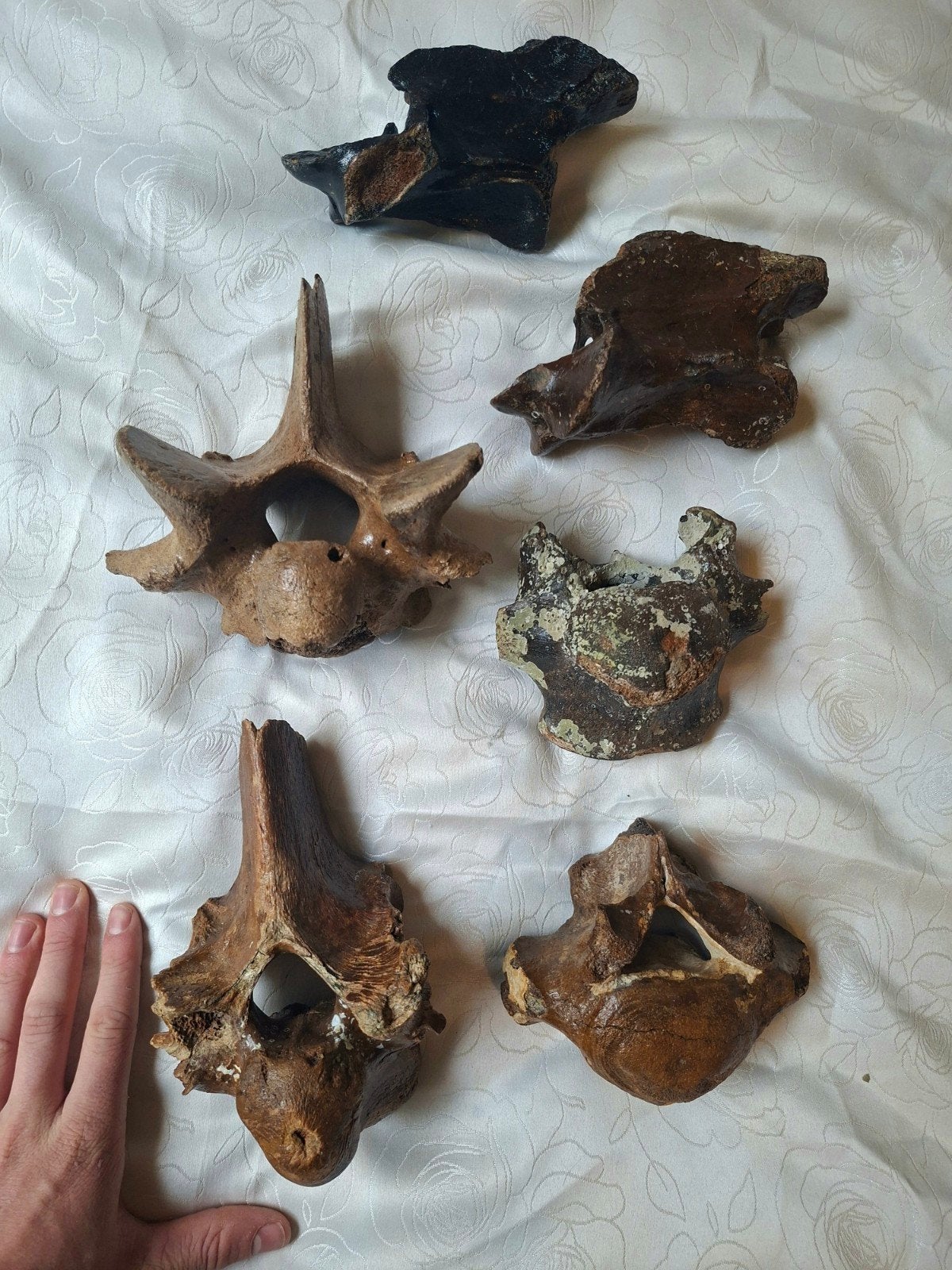 Wervels neushoorn, megaloceros, wisent, Verzamelen, Ophalen of Verzenden