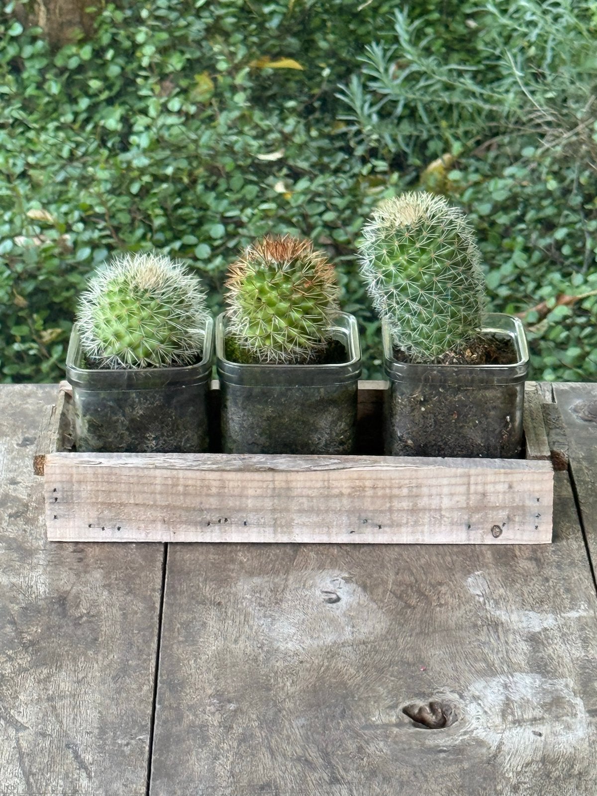 Set van 3 cactussen in houten bakje, Ophalen, Minder dan 100 cm, In pot, Cactus