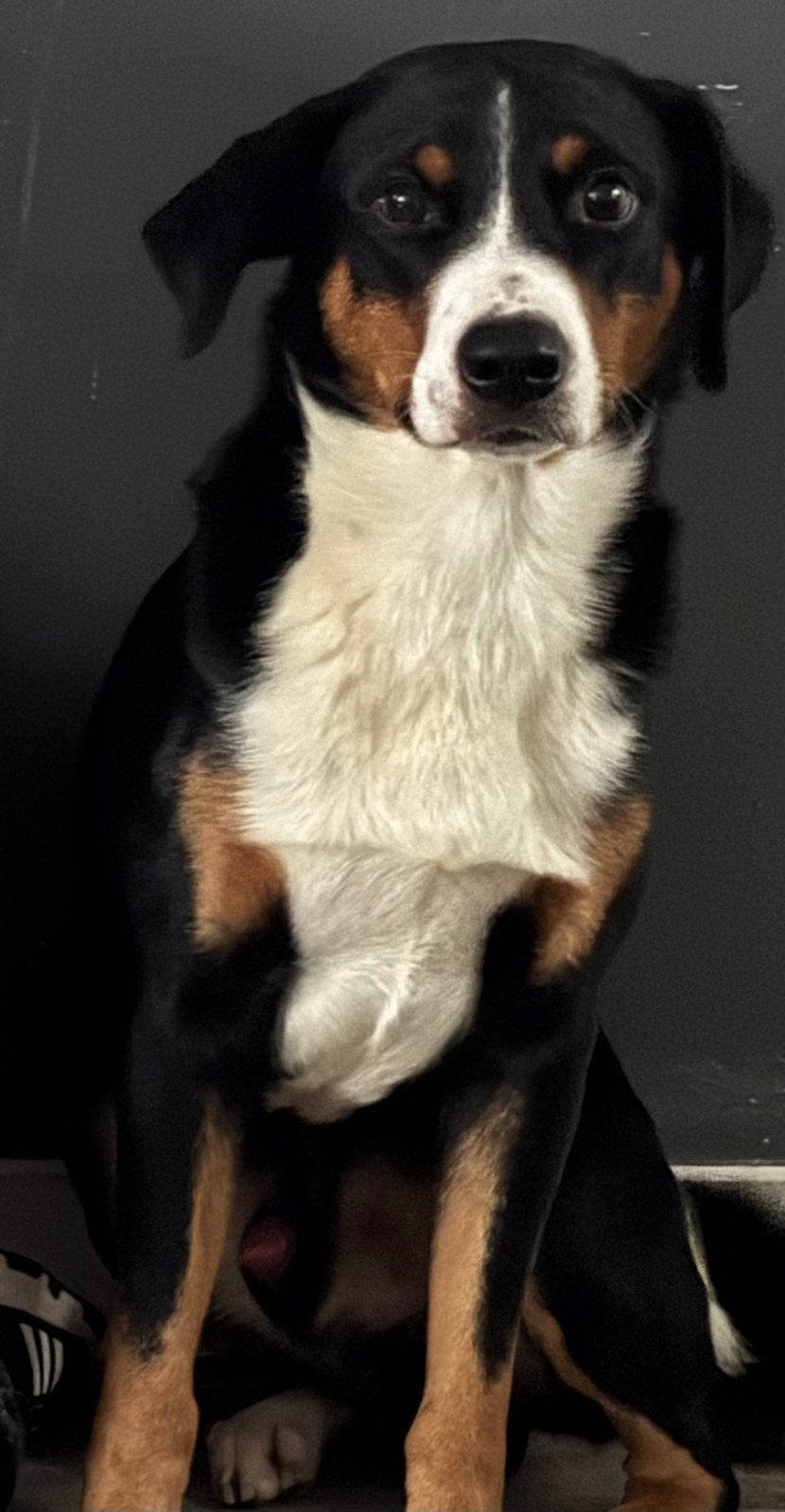 Rocky. Appenzeller sennenhond, Reu, Parvo, Eén hond, Nederland