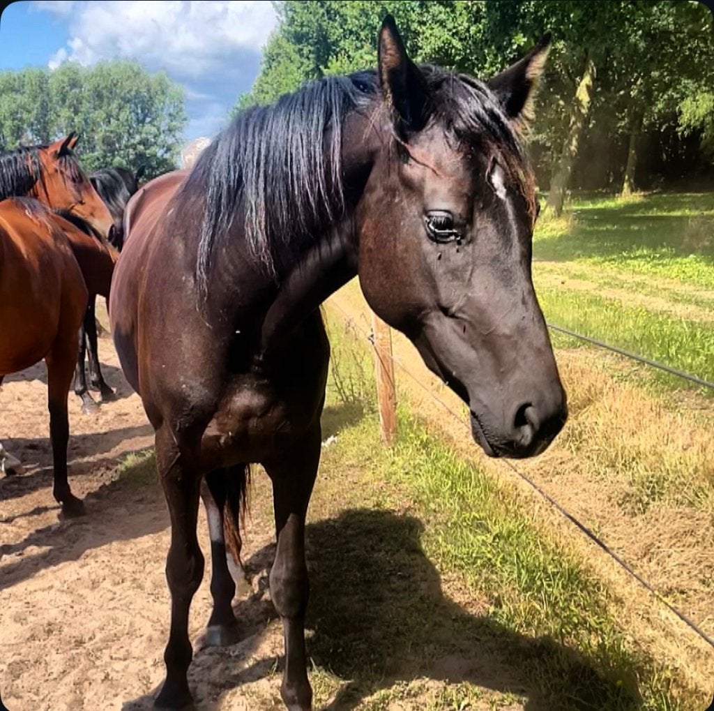 Ambitieuze bijrijder/ruiter voor jong paard gezocht, Ophalen of Verzenden, Nieuw