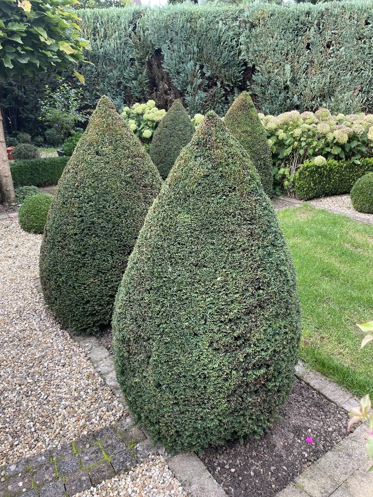 Taxus boompjes, Ophalen, Taxus, Struik, 100 tot 250 cm