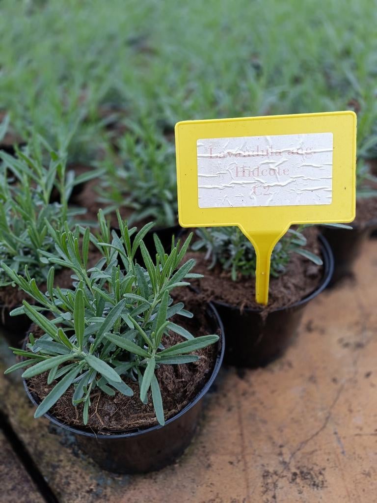 Lavandula ang. Hitcote in P9/P12, Ophalen of Verzenden, Vaste plant, Overige soorten, Volle zon