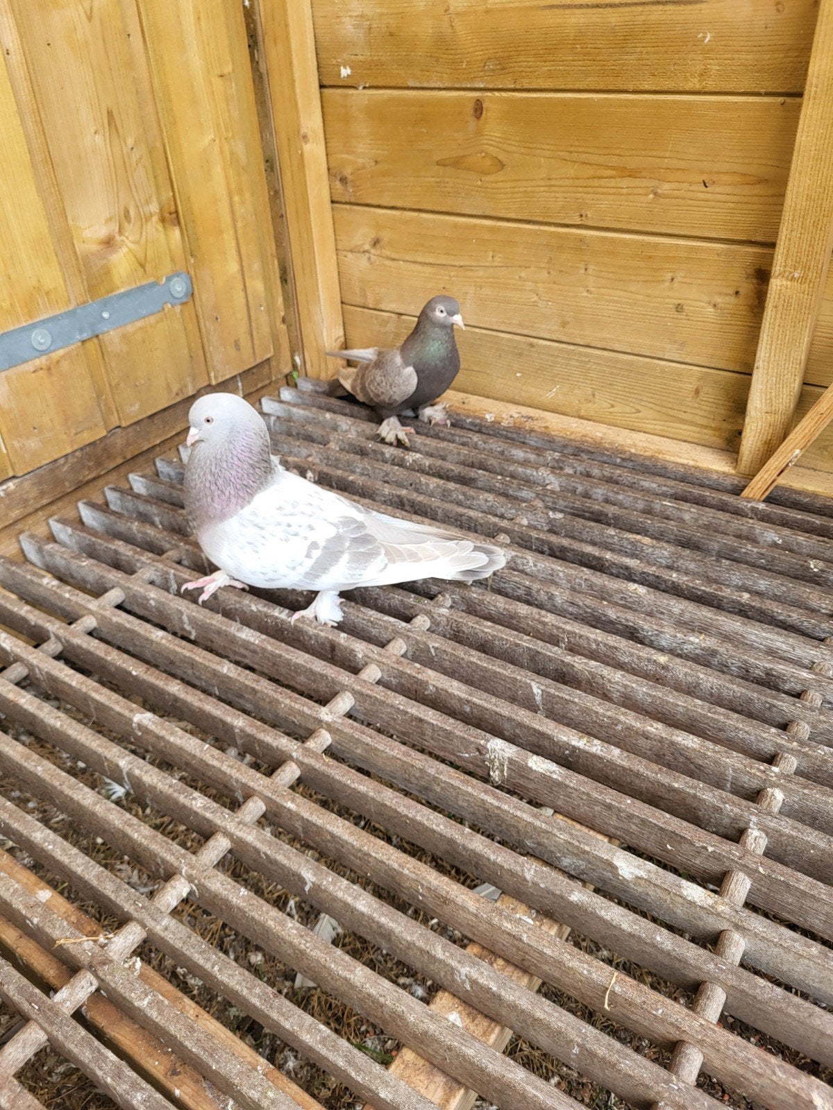 Takla duiven te koop, Dieren en Toebehoren, Vogels | Duiven, Meerdere dieren, Overige soorten