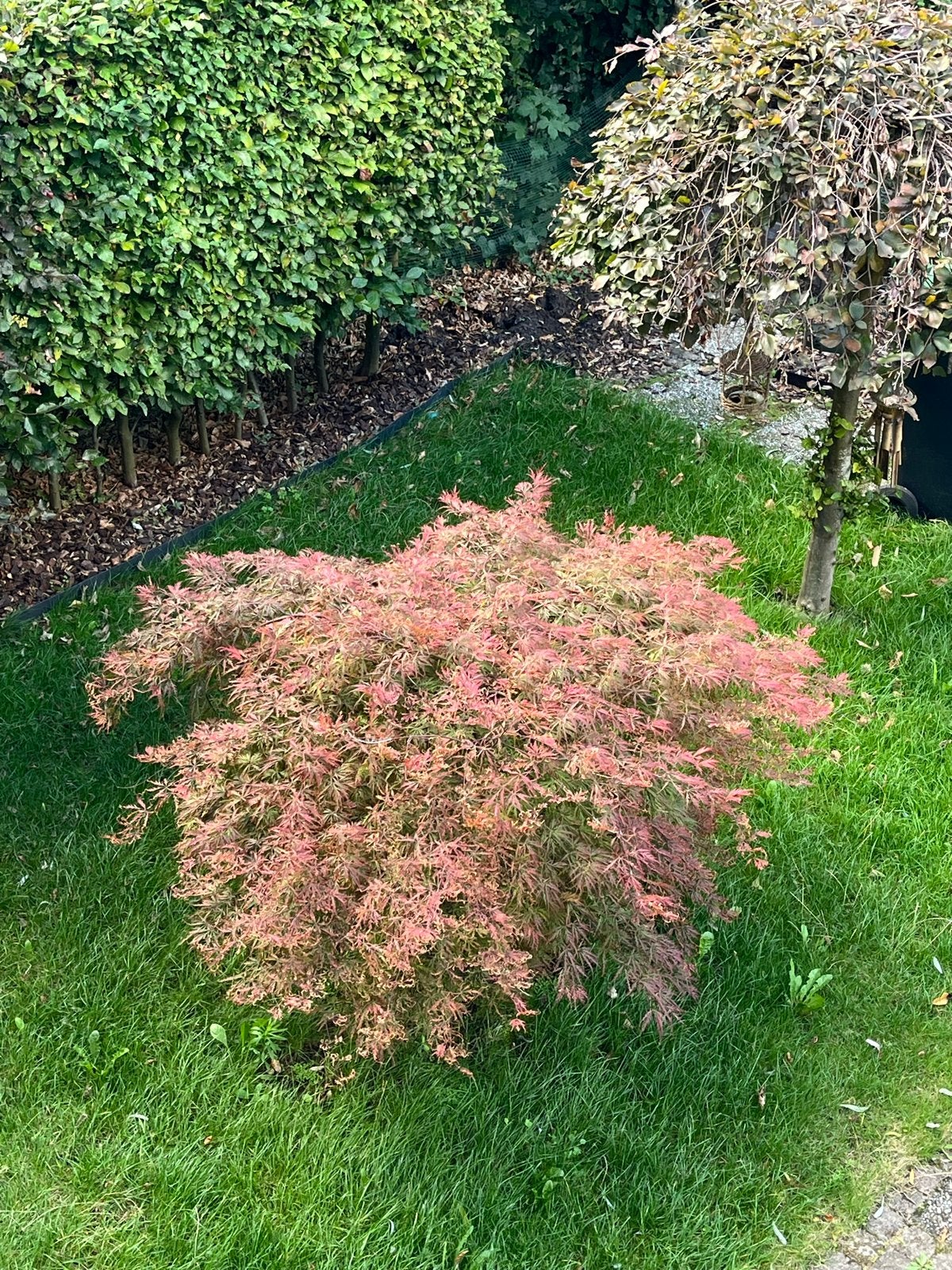 Japanse Esdoorn (Leiden), Ophalen, Halfschaduw, Overige soorten, Lente