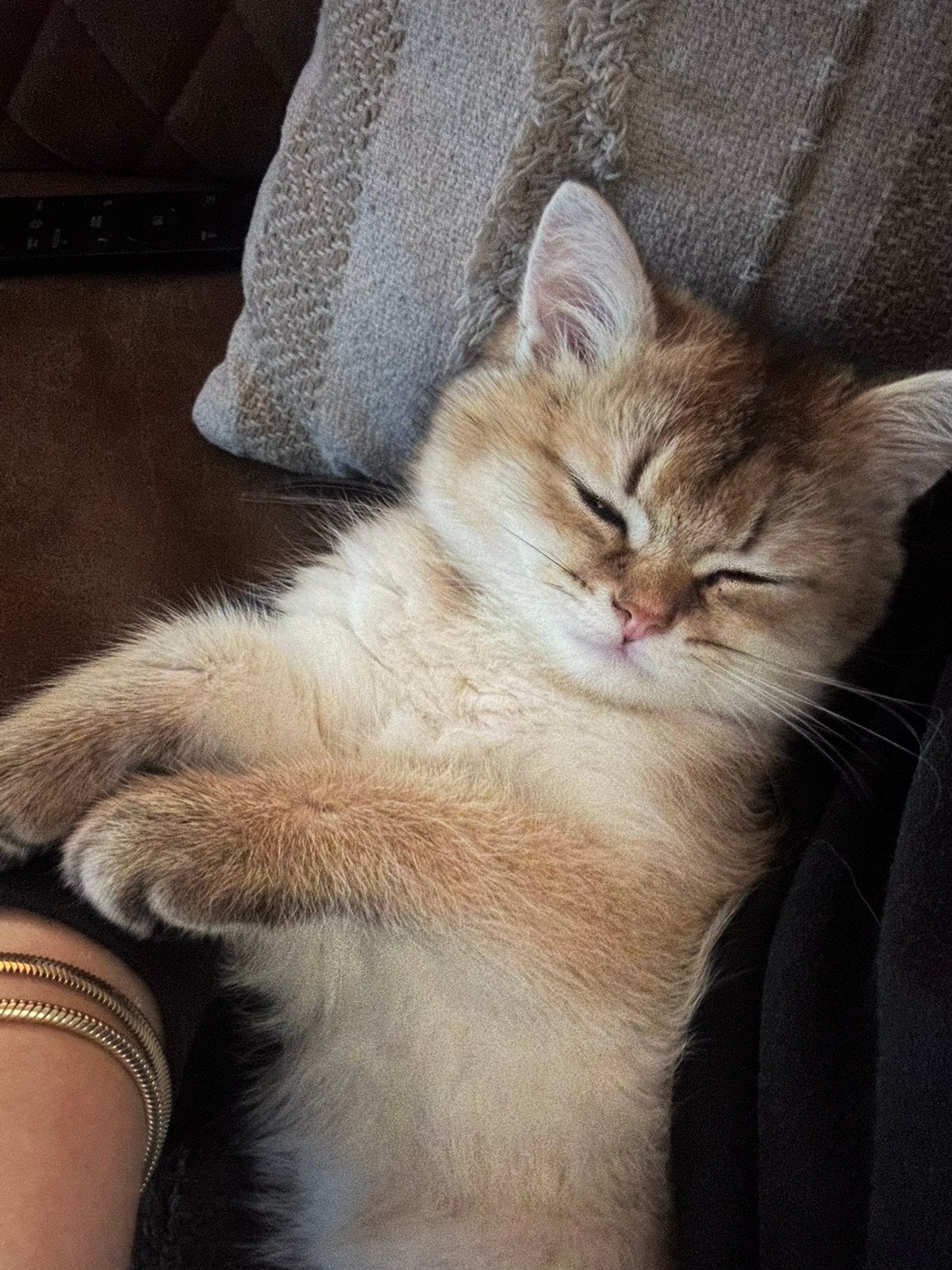 Britsekorhaar, Poes