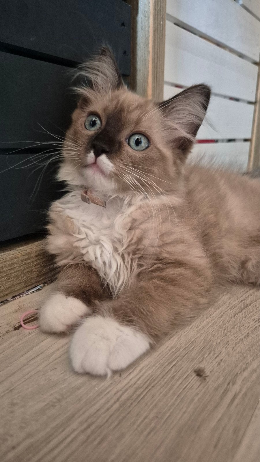 Ragdoll kittens, Meerdere dieren, Gechipt