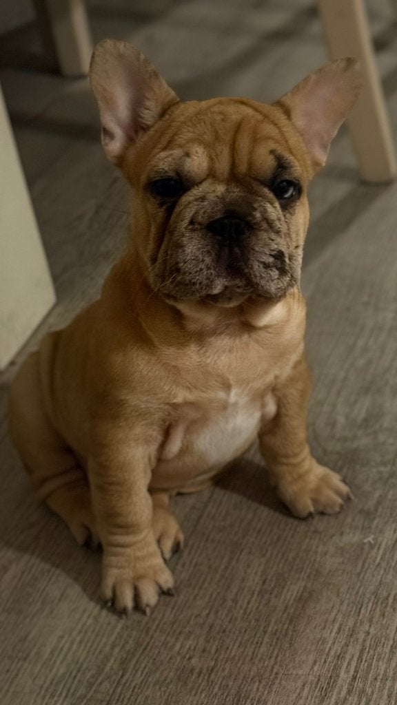 Bulldog franse, puppy, merle female, Fokker | Hobbymatig, 8 tot 15 weken, Buitenland, Teef