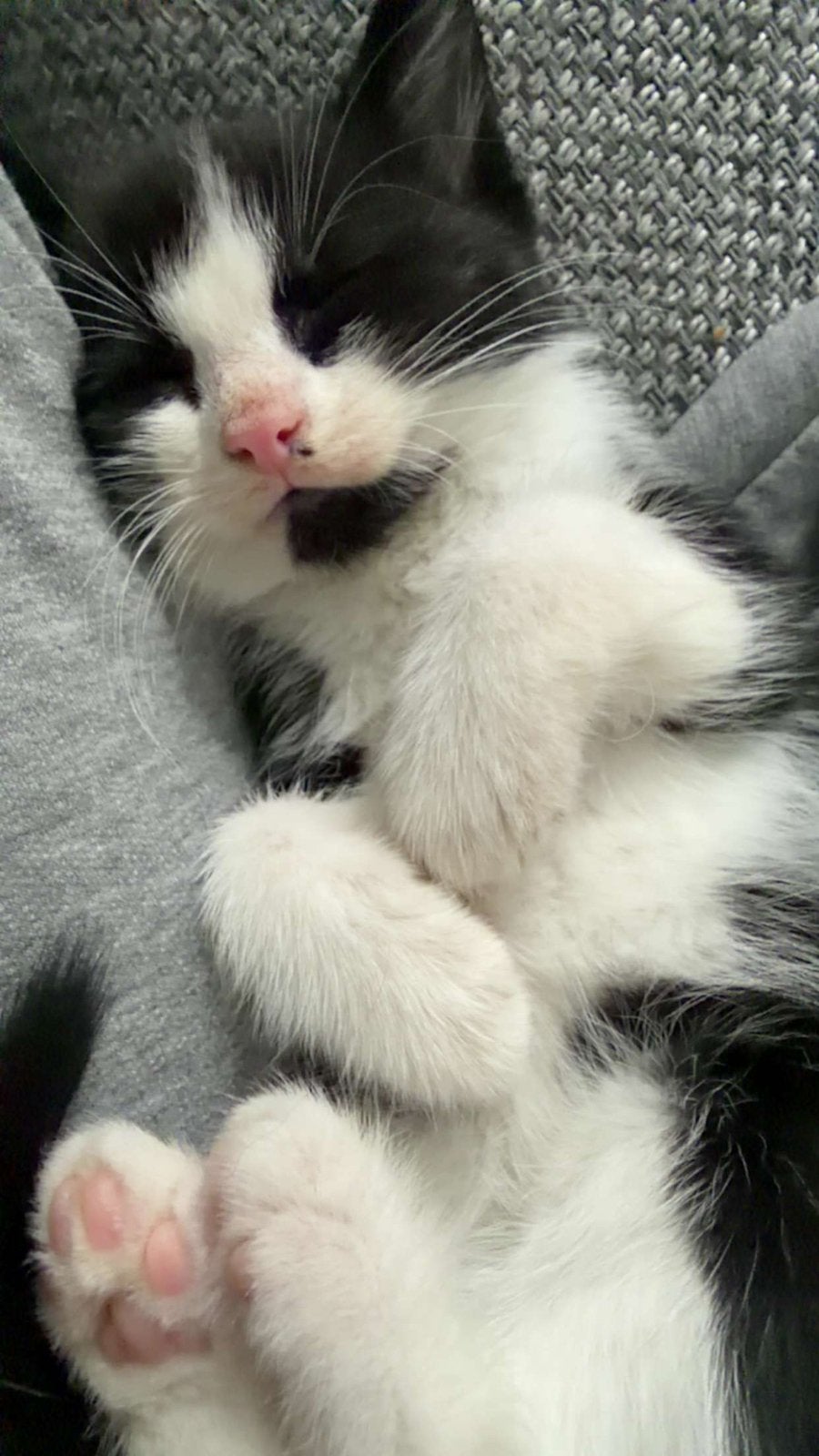 Mooie x boskat kittens, Dieren en Toebehoren, Katten en Kittens | Overige Katten, Meerdere dieren