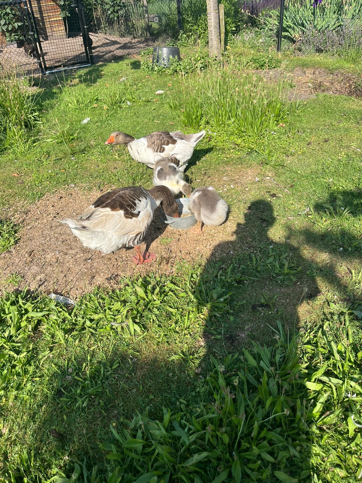 Jonge skanise ganzen, Meerdere dieren, Gans of Zwaan