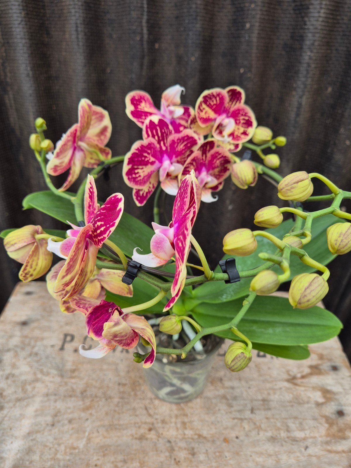 Orchidee Phalaenopsis Dioro Magnifique 2 spike p12 (3), Ophalen of Verzenden, Halfschaduw, Minder dan 100 cm