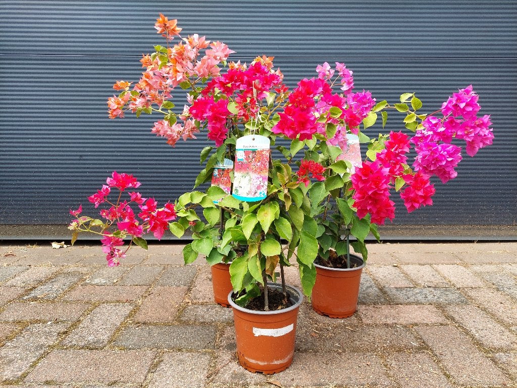 Bougainvillea 'Dobrada' - Bougainville (Dubbelbloemig) H60cm, Tuin en Terras, Volle zon, Vaste plant, Zomer, Ophalen
