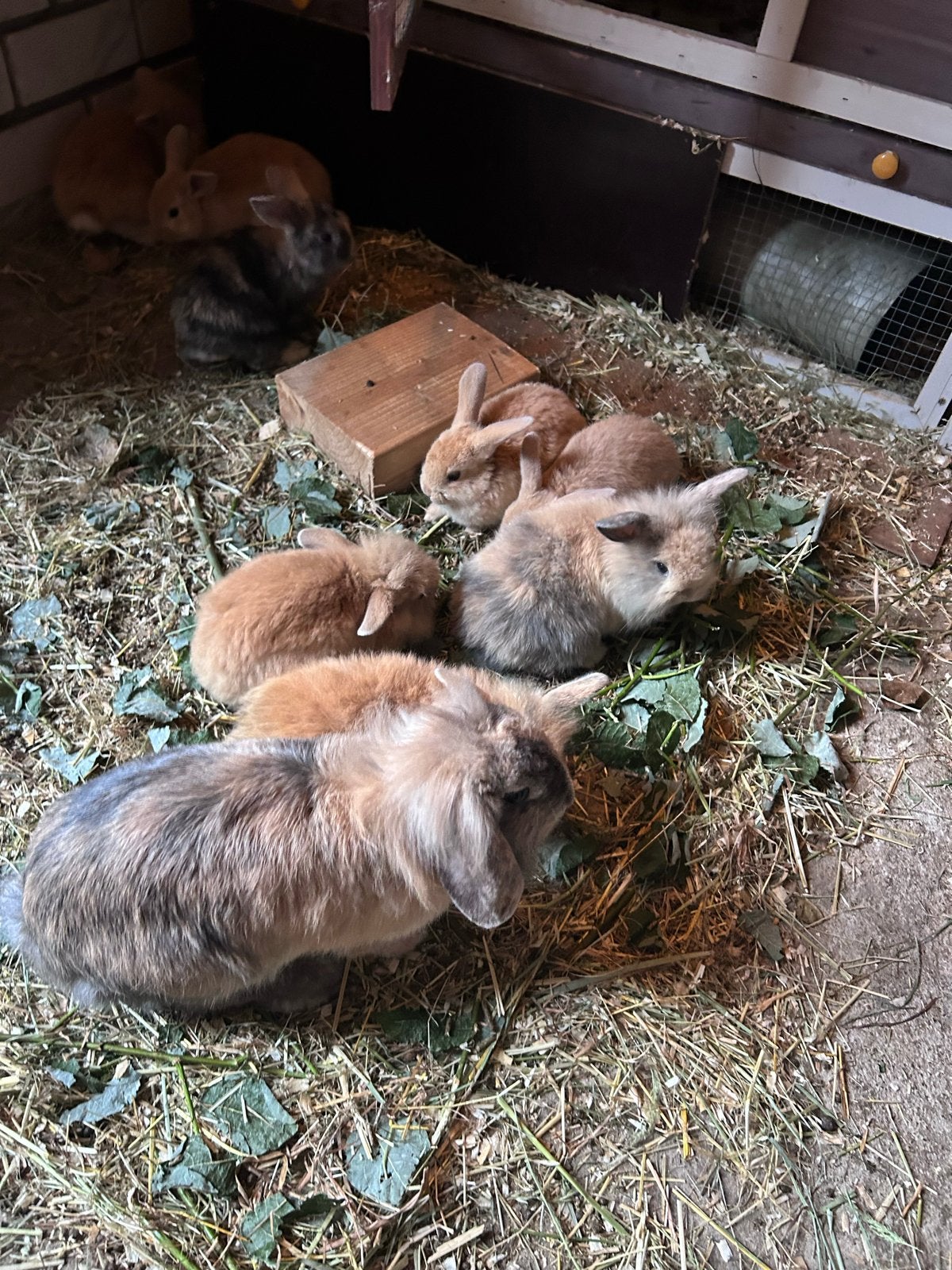 Leuke jonge dwergkonijnen, Dieren en Toebehoren, Konijnen, Meerdere dieren, Dwerg