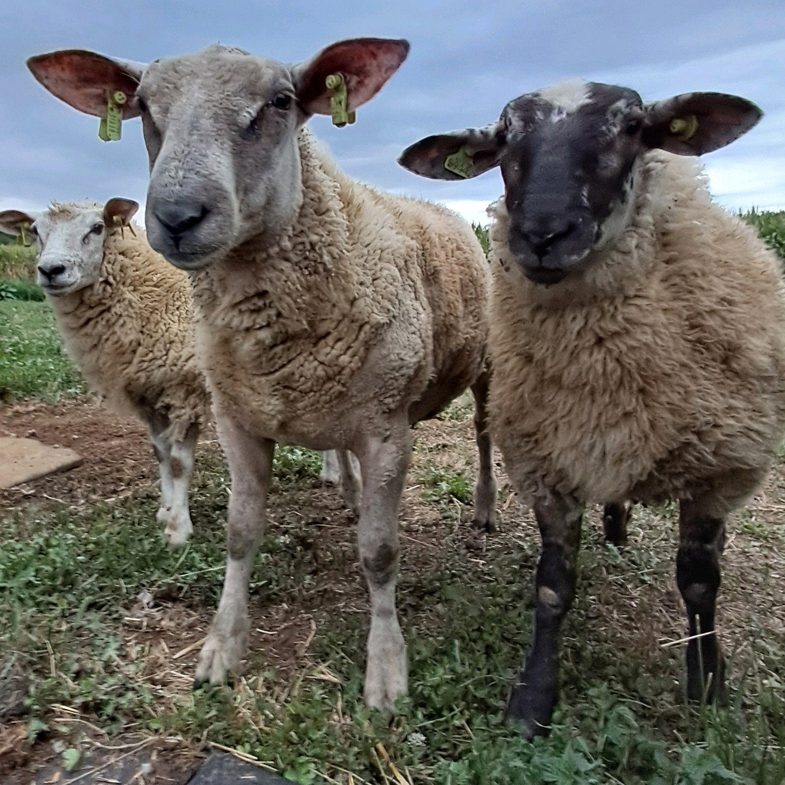 3 ooien 1 ram, Dieren en Toebehoren, Meerdere dieren, Schaap, 0 tot 2 jaar