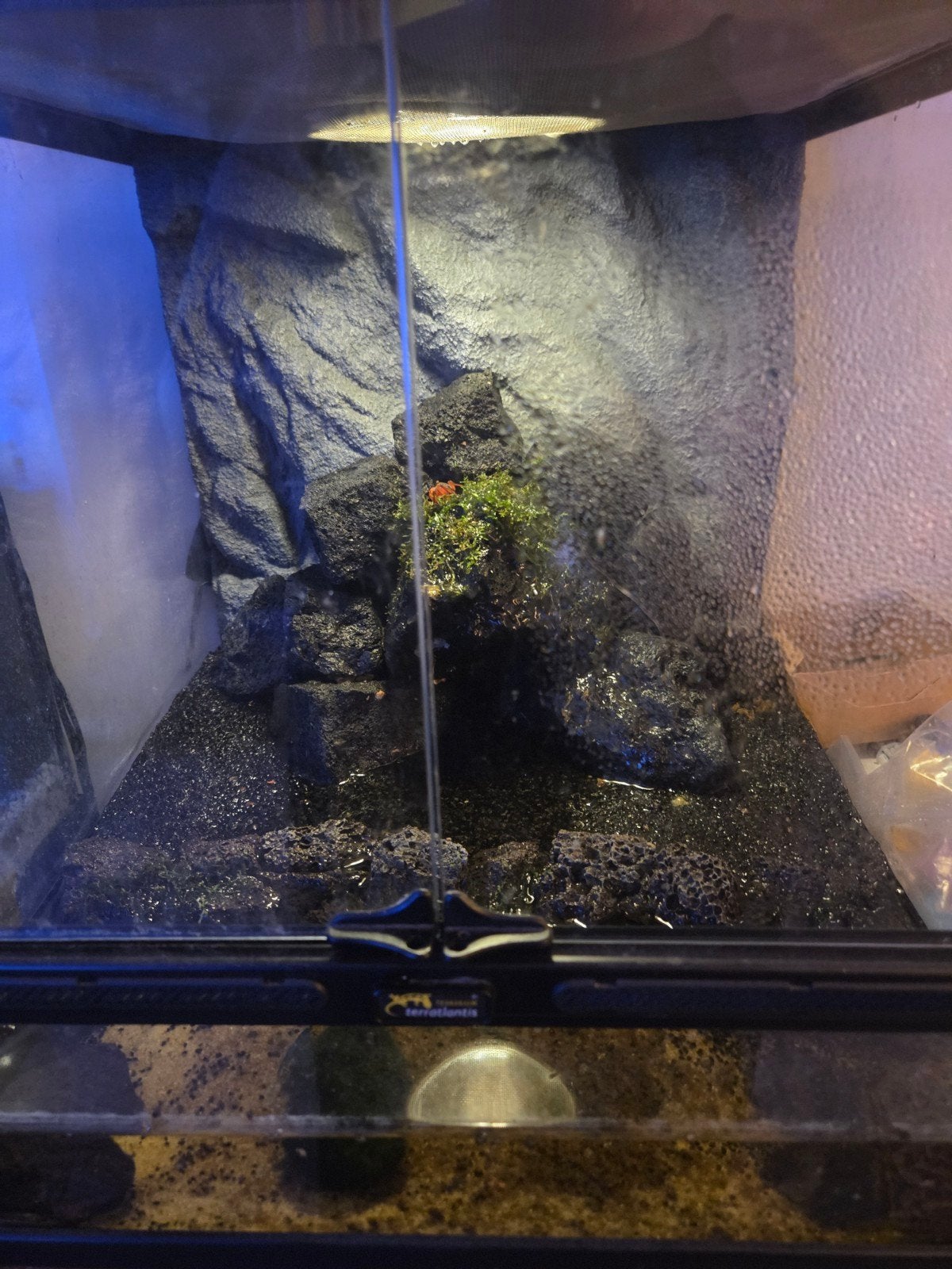 vampierkrabben inclusief paludarium en alle accesoires, Dieren en Toebehoren, Kreeft, Krab of Garnaal, Zoetwatervis