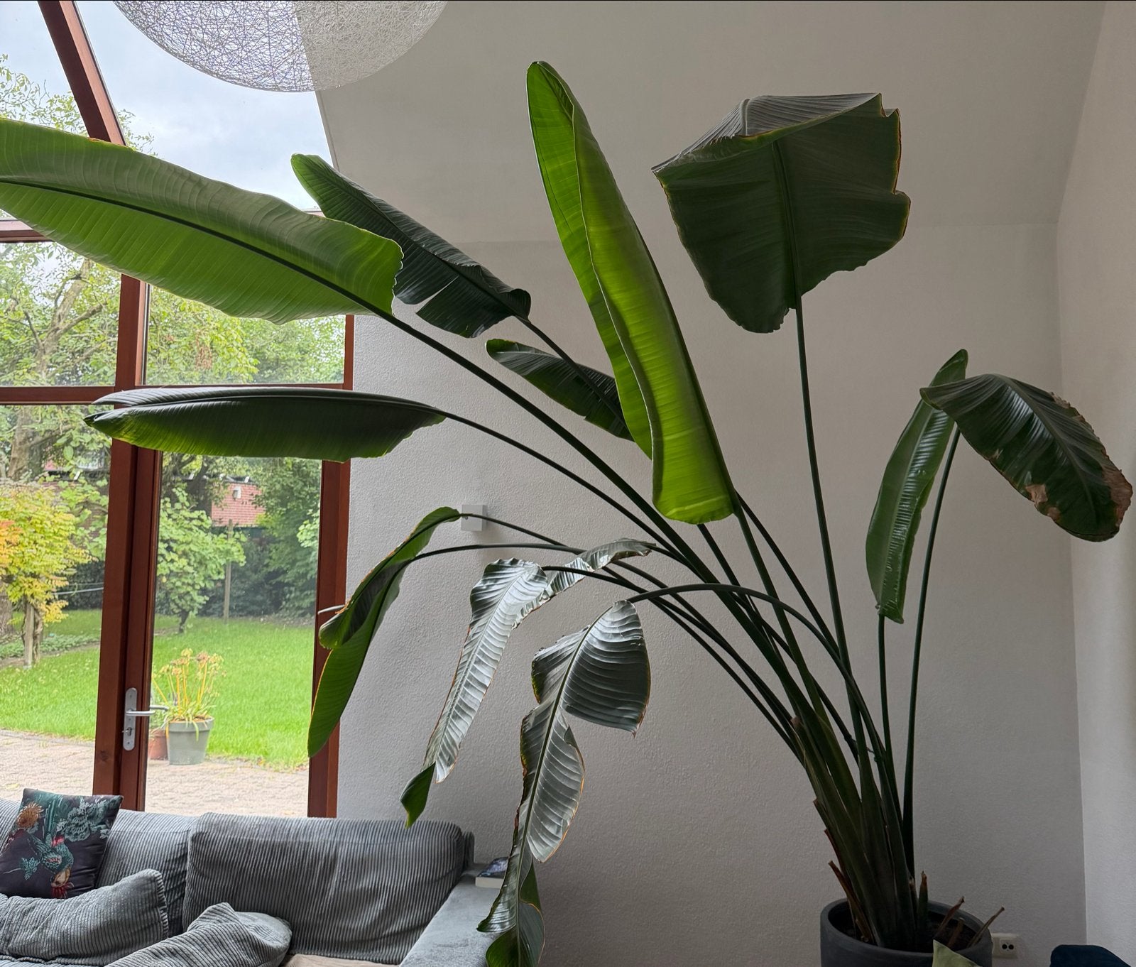 Wij zoeken een nieuw plekje voor onze plant, Ophalen, 200 cm of meer, Overige soorten, In pot
