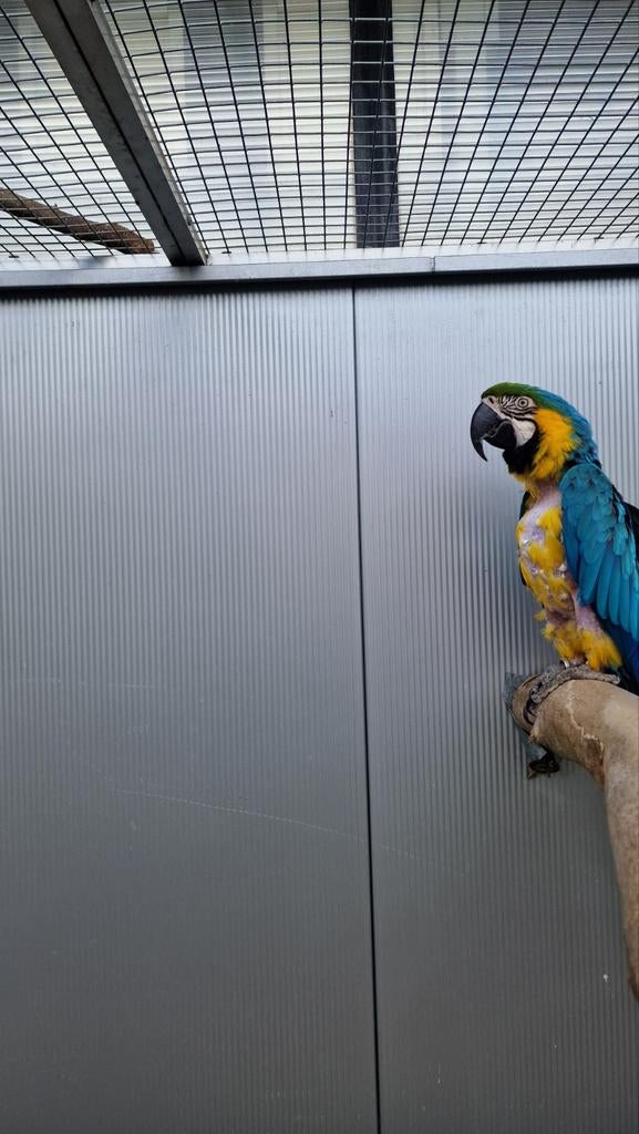 Blauw/gele ara kweekpop, Dieren en Toebehoren, Vogels | Parkieten en Papegaaien, Vrouwelijk, Papegaai, Geringd