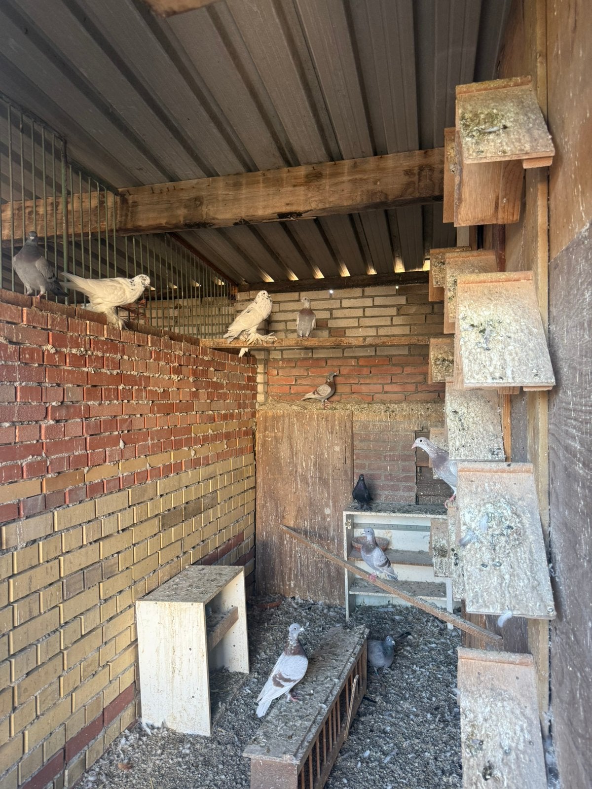 Sierduiven & postduiven, Dieren en Toebehoren