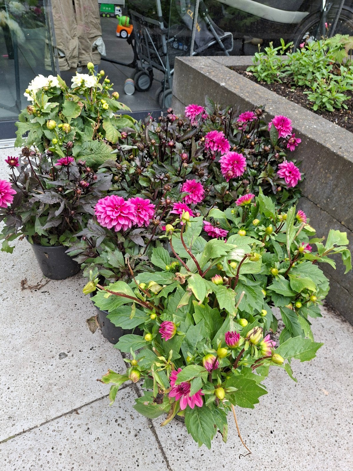 Prachtige Dahlia's in diverse kleuren, Ophalen of Verzenden