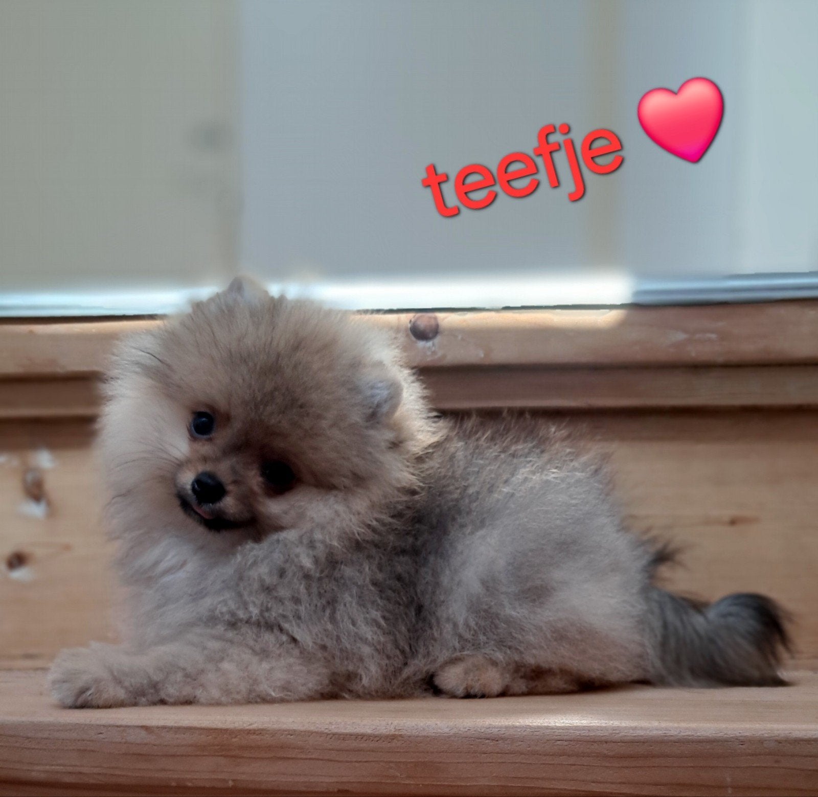 Pomeriaan pup pomeranian pups, Keeshond, 8 tot 15 weken, Parvo, Meerdere