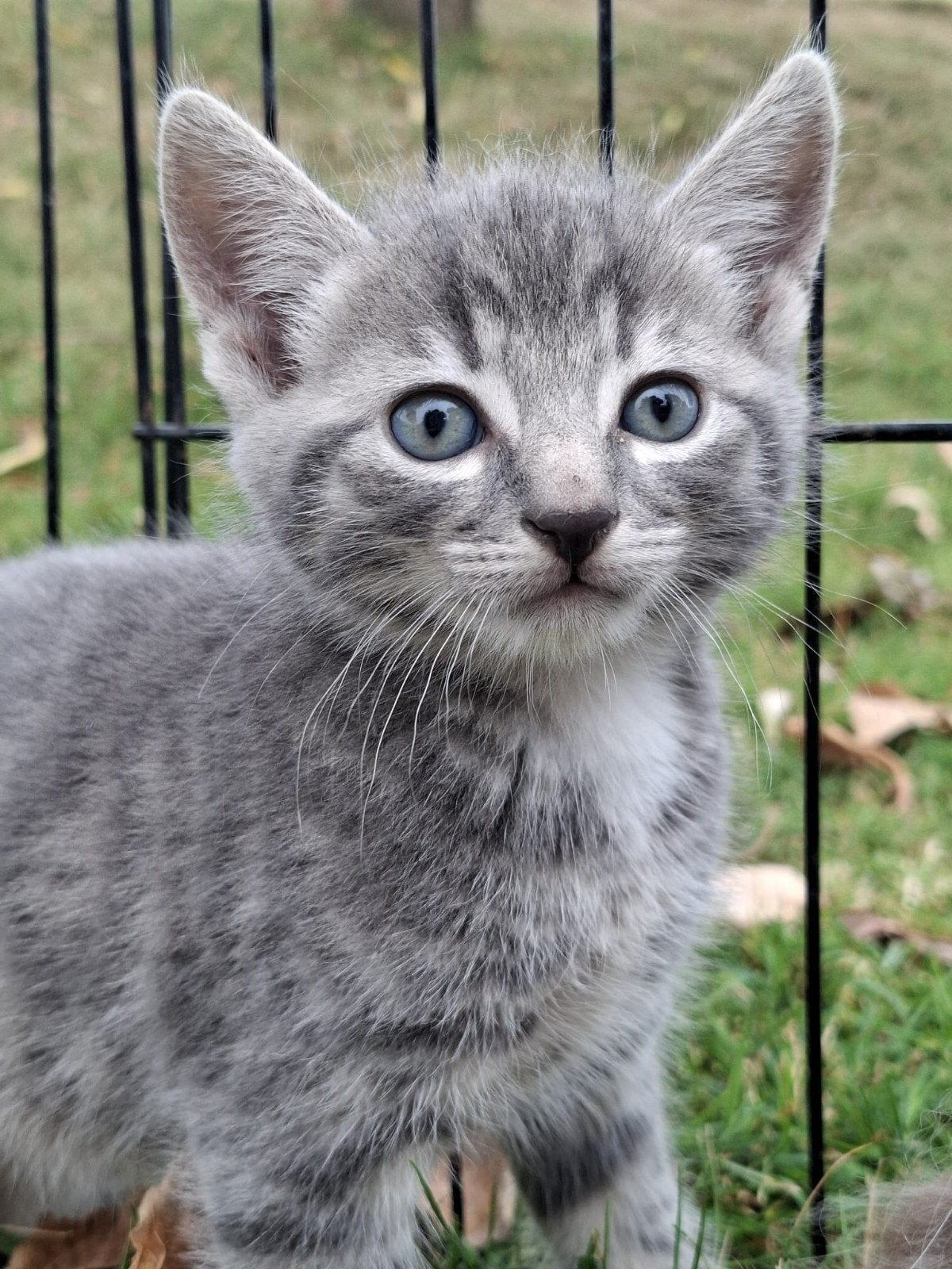 3 lieve kittens, Meerdere dieren, Kortharig, 0 tot 2 jaar