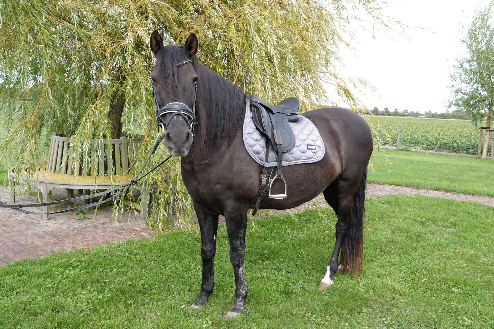 Prachtige Spaanse Projectmerrie, Pony (P), Ophalen, Zo goed als nieuw, Zwart