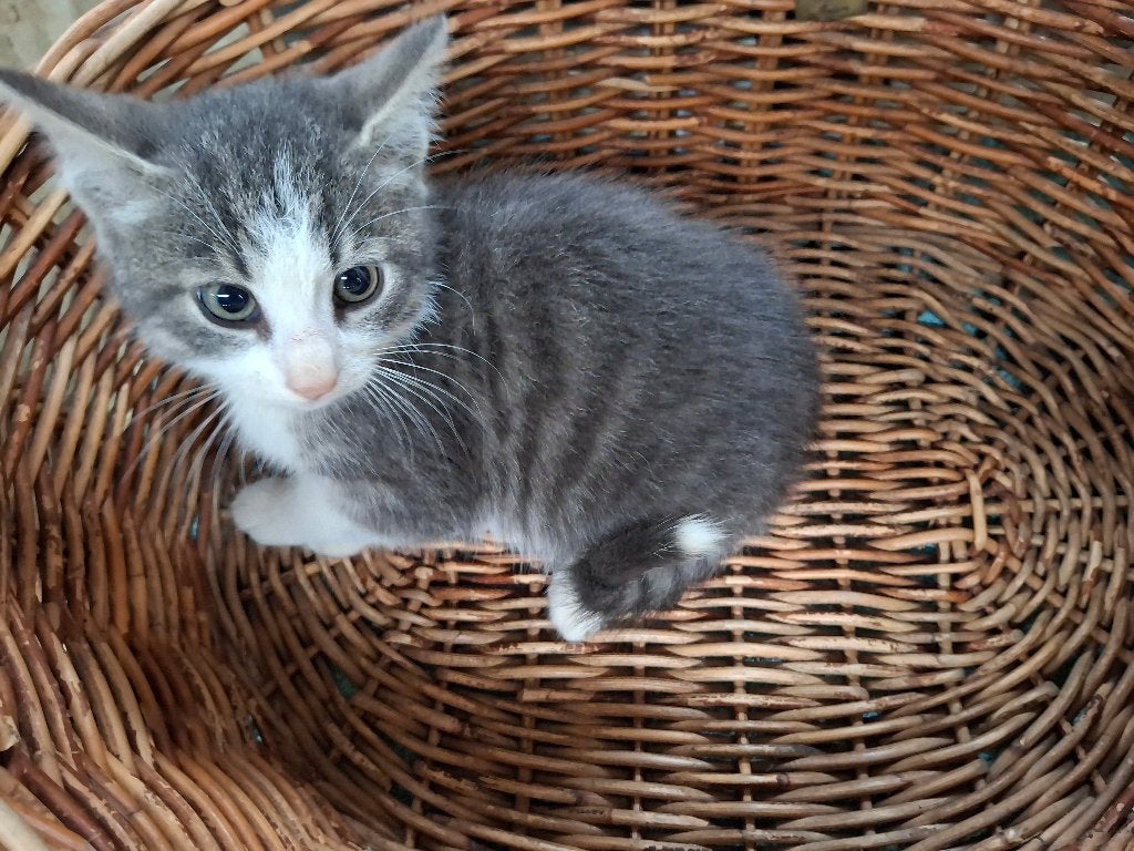 Leuke kittens, Dieren en Toebehoren, Meerdere dieren, Kortharig, 0 tot 2 jaar