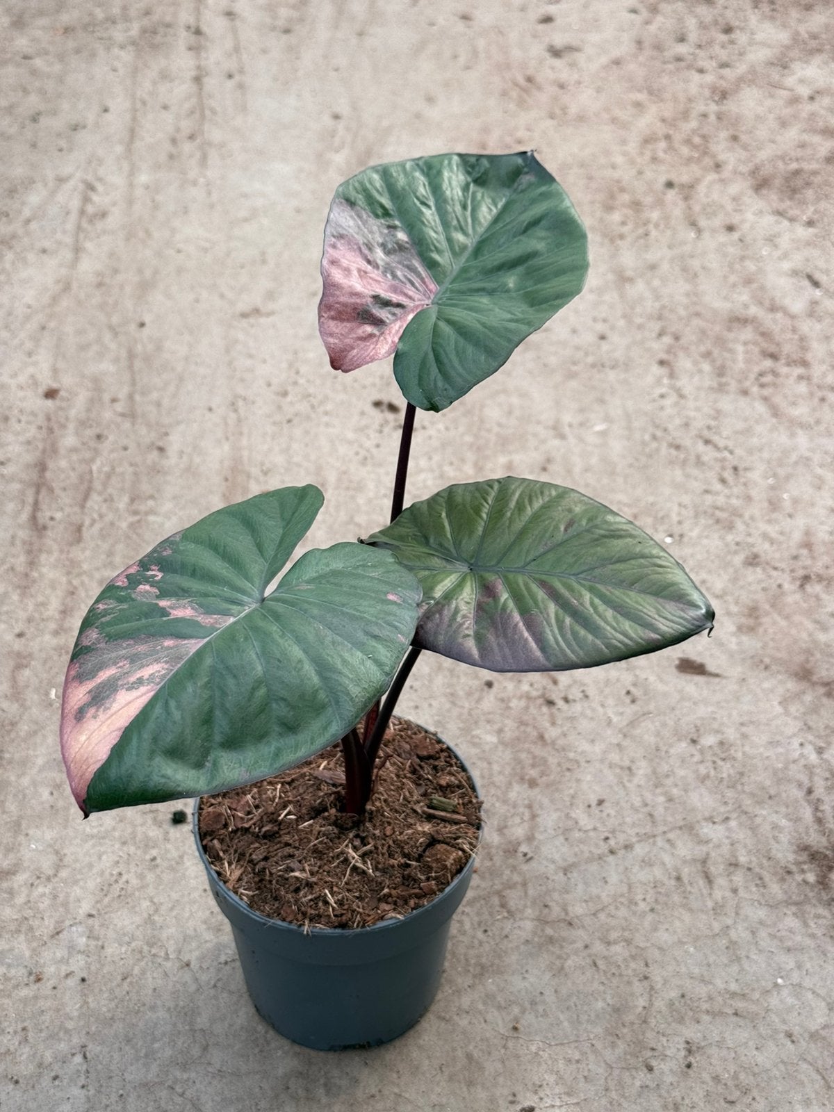 Alocasia Serendipity Variegata, Ophalen of Verzenden, Halfschaduw, Minder dan 100 cm