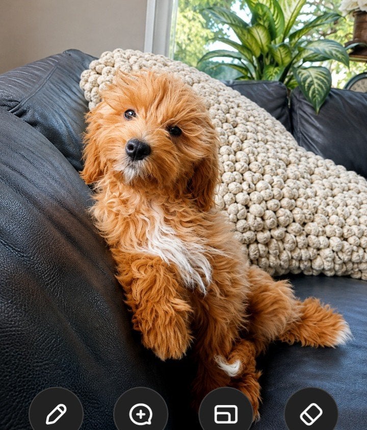 labradoodle meisje met een vraag, Parvo, Overige rassen, 8 tot 15 weken, Teef