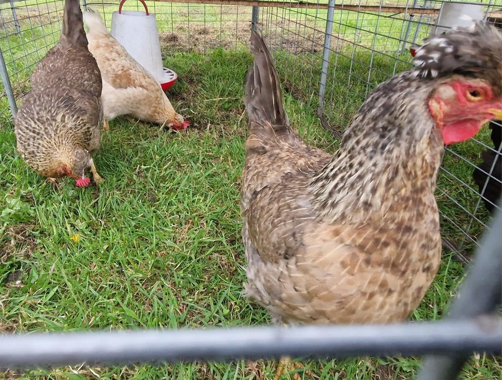 Te koop 3 cream legbar hennen, Dieren en Toebehoren, Vrouwelijk, Kip