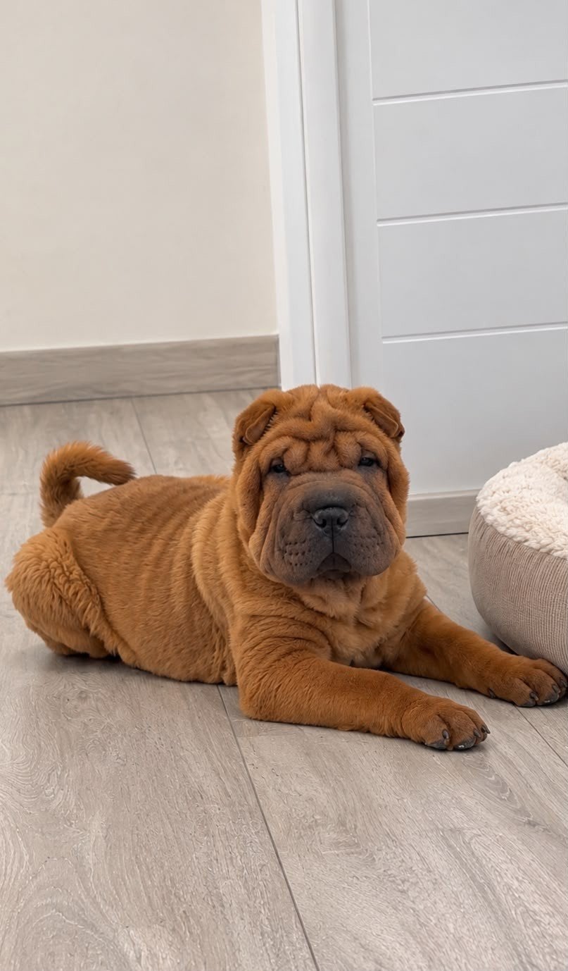 Sharpei pup, Dieren en Toebehoren, 15 weken tot 1 jaar, Teef, Bulldog, Eén hond